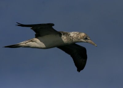 Australasian Gannet