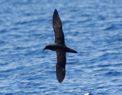 Tahiti Petrel