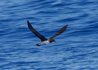 Tahiti Petrel