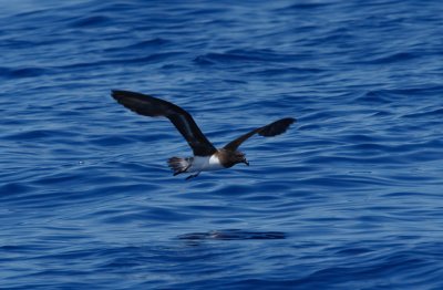 Tahiti Petrel