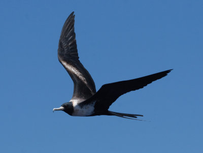 Lesser Frigatebird