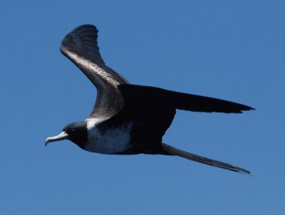 Lesser Frigatebird