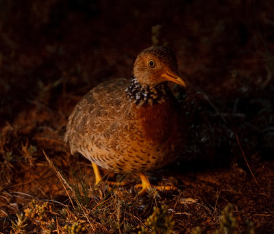 Plains Wanderer