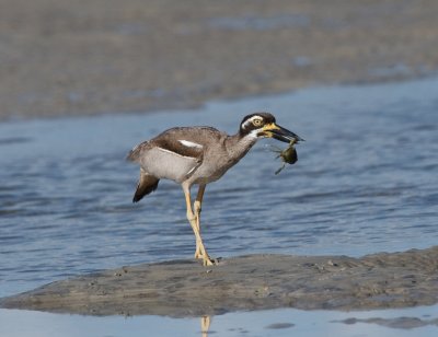 Beach Stone-curlew