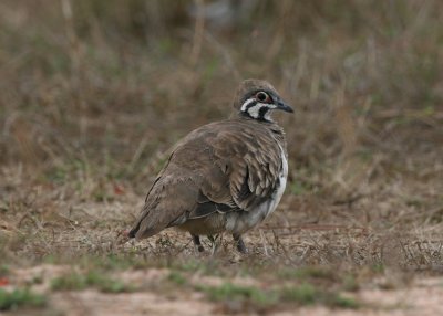 Squatter Pigeon