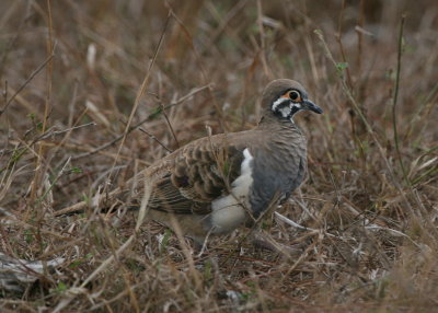 Squatter Pigeon