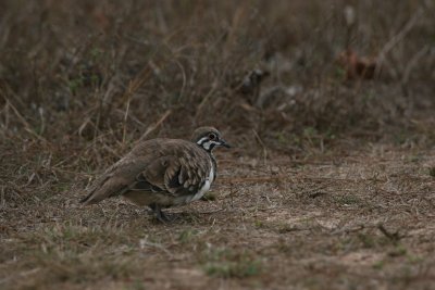 Squatter Pigeon
