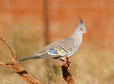 crested_pigeon