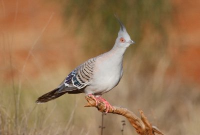 Crested Pigeon