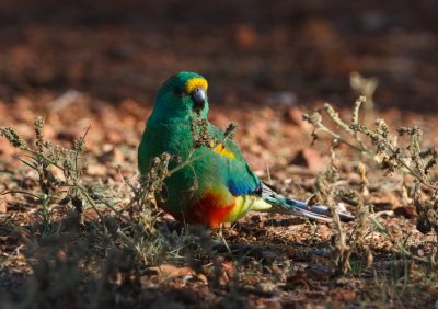 Mulga Parrot