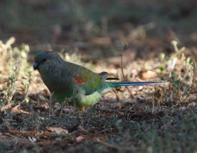 Mulga Parrot