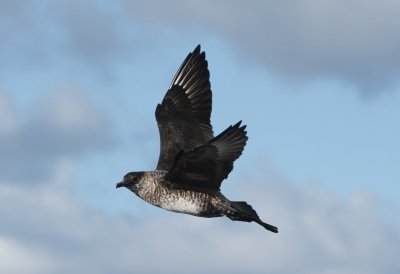 Pomarine Jeager