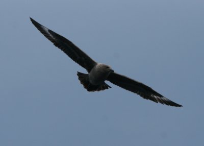 South-polar Skua