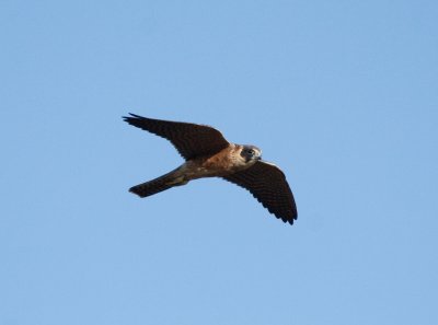 Australian Hobby