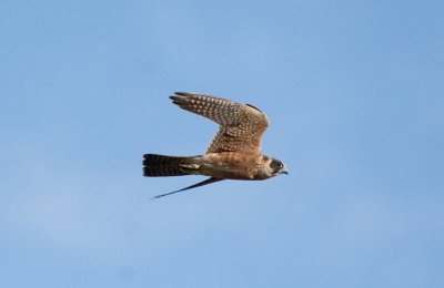 Australian Hobby