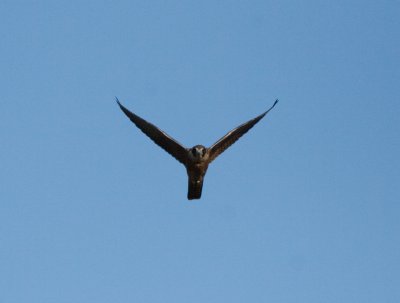 Australian Hobby