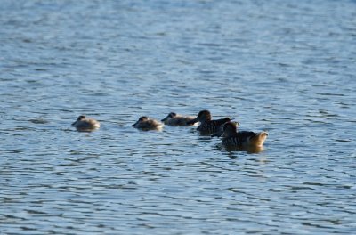 Pink-eared Duck