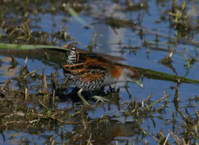 Baillon's Crake