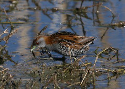 Baillon's Crake