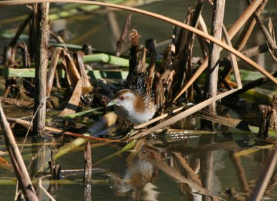 Baillon's Crake