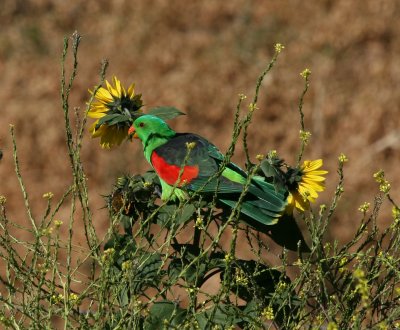 red-winged_parrot