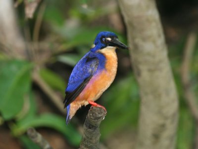 Azure Kingfisher