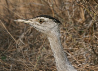 Australian Bustard