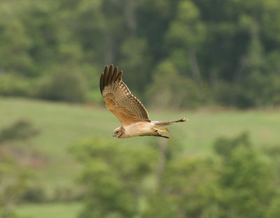 spotted_harrier