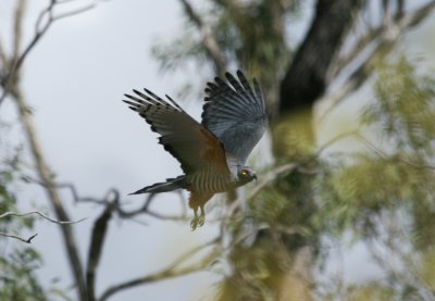 Pacific Baza