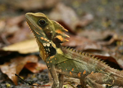 boyds_forest_dragon