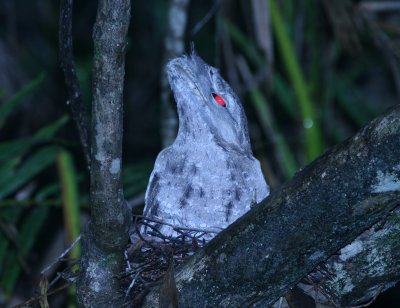 papuan_frogmouth