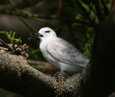 White Tern