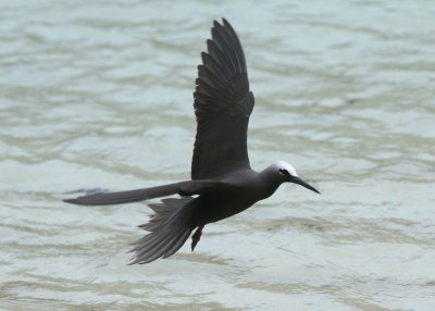 Black Noddie