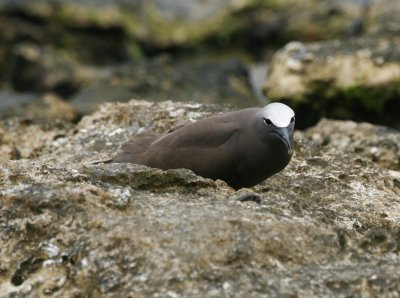 Brown Noddie