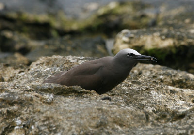 Brown Noddie