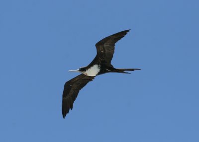 Greater Frigatebird