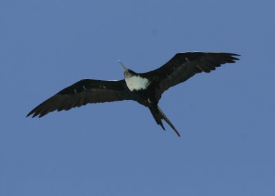 Greater Frigatebird