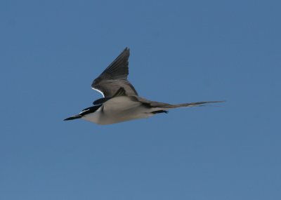 bridled_tern