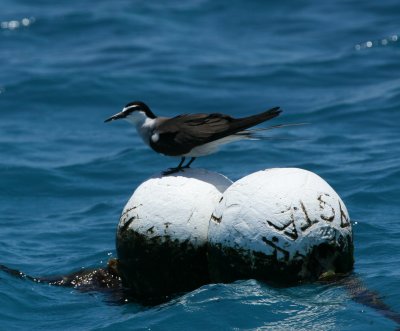 Bridled Tern