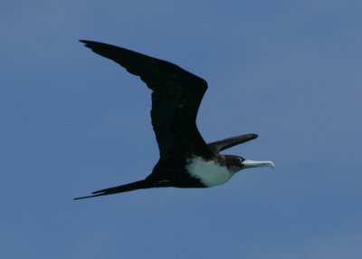 Greater Frigatebird