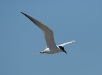 gull-billed_tern