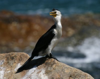 Little-pied Cormorant