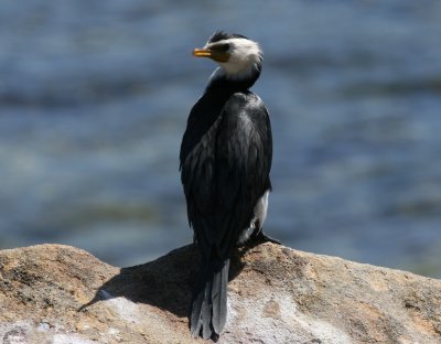 Little-pied Cormorant