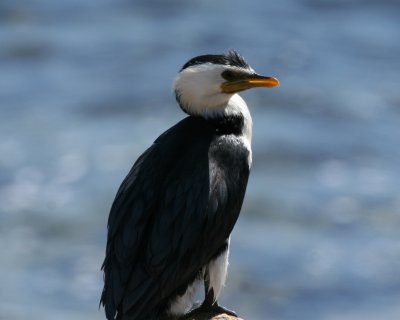 Little-pied Cormorant