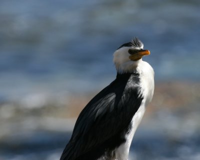 Little-pied Cormorant