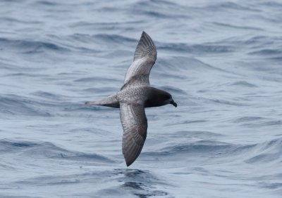 Providence Petrel
