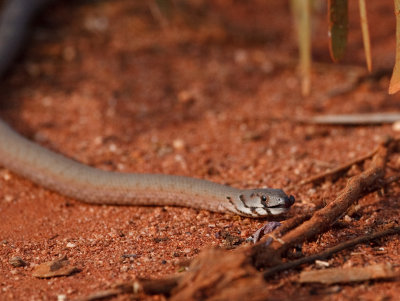 Common Scaly-Foot