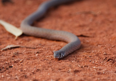 Common Scaly-Foot