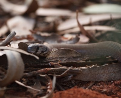 Common Scaly-Foot