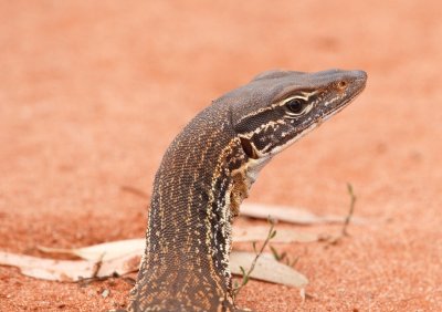 Gould's Monitor